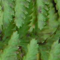 Fern in the forest